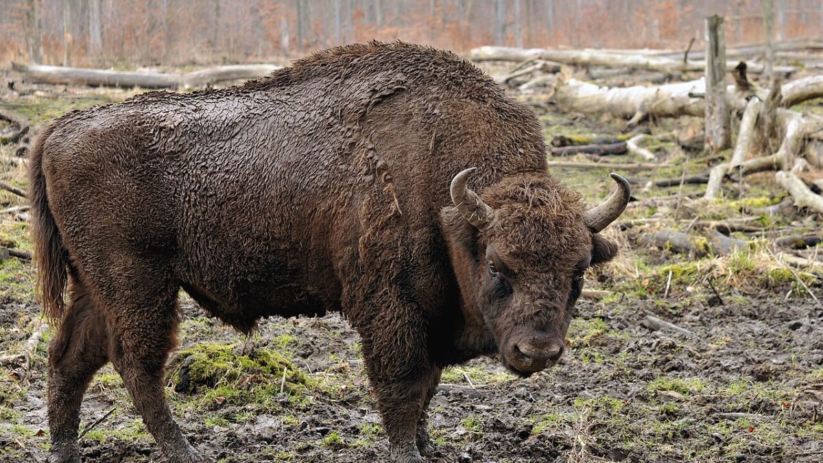 Bisontes contra el fuego: entre la anécdota y la ciencia