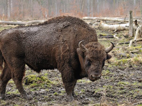 Bisonte europeo, por Michael Gäbler.CC BY 3.0