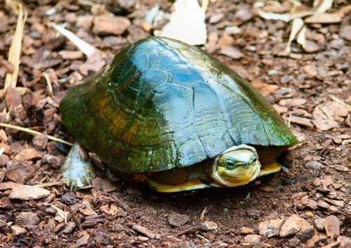 Cuora zhoui: la tortuga que nadie ha visto en libertad