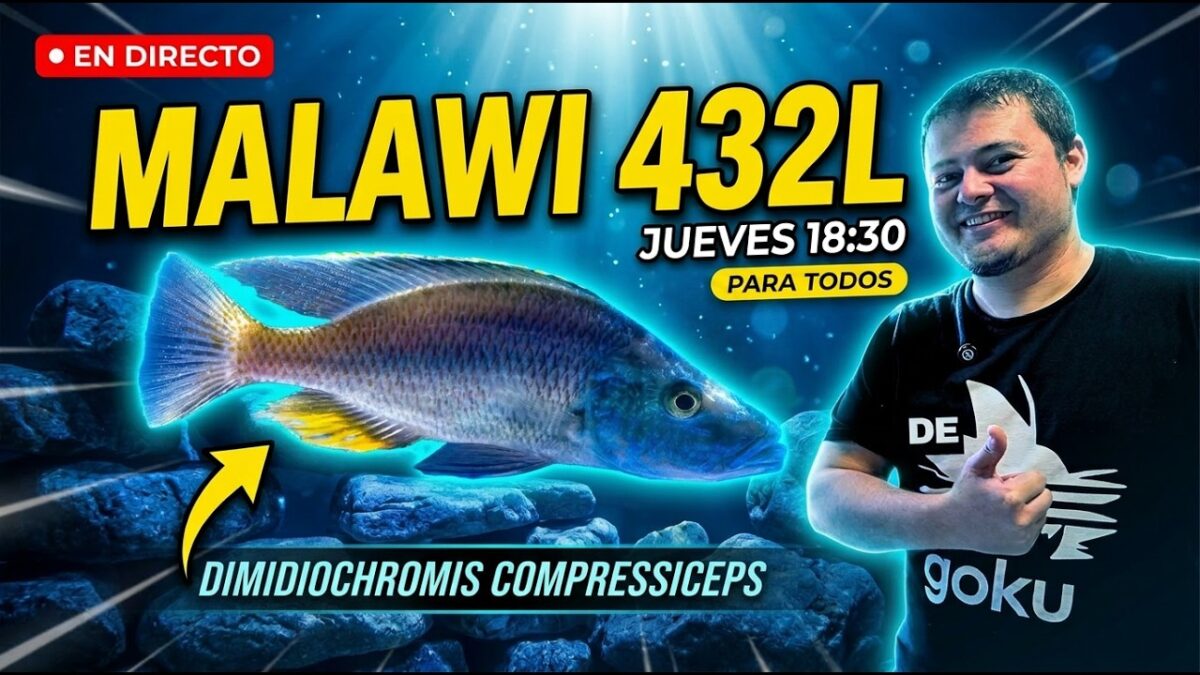 432 litros de Malawi en directo: Firemouth Aquaristic