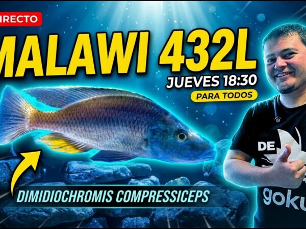 Malawi 432L
