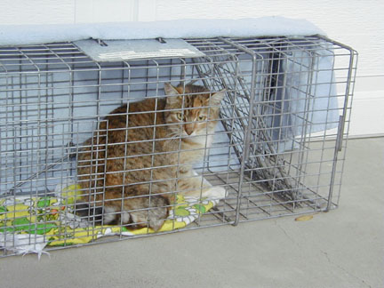 Barra libre para los gatos
