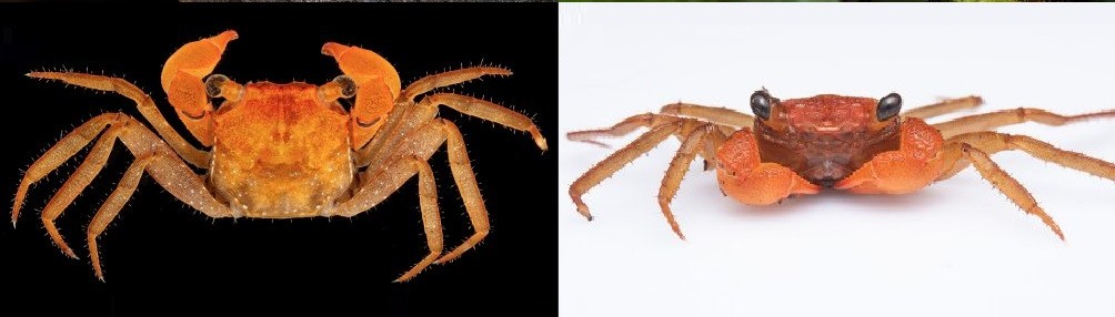 El cangrejo vampiro que vive en la cima de una montaña