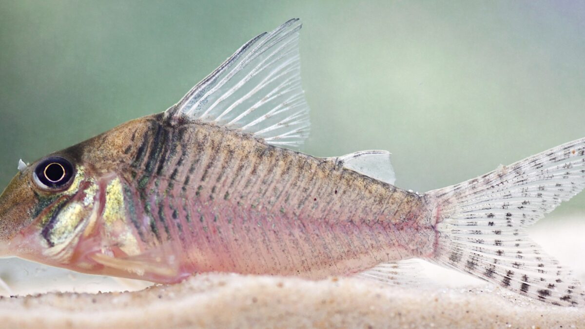 Corydoras isaacisbrueckeri: una nueva especie del Amazonas rinde homenaje a un pionero de la acuariofilia