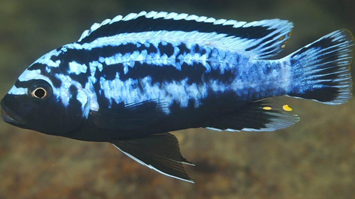 Metriaclima staufferi: nuevo cíclido del lago Malaui