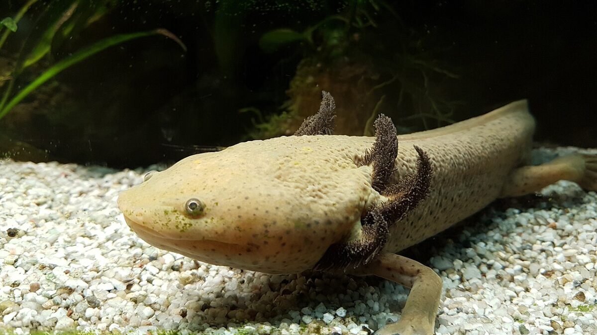 El achoque de Pátzcuaro: la salamandra que sobrevive entre monjas, ciencia y acuaristas