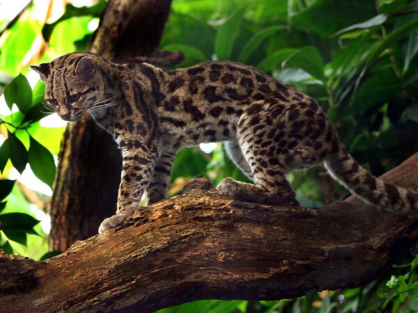 Margay Por Malene Thyssen. CC BY-SA 3.0