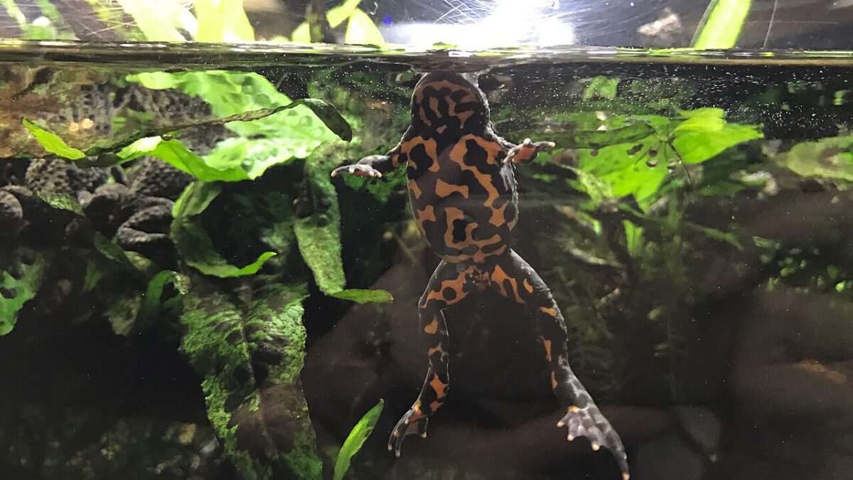 Bombina orientalis: el sapito de vientre de fuego
