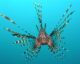 Pterois volitans. Photo by Jens Petersen.
