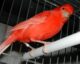 canario de factor rojo