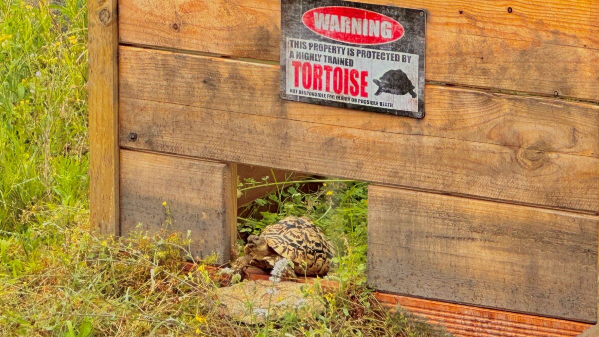 Tortuga leopardo en exterior: humedad, microclimas y      mantenimiento responsable