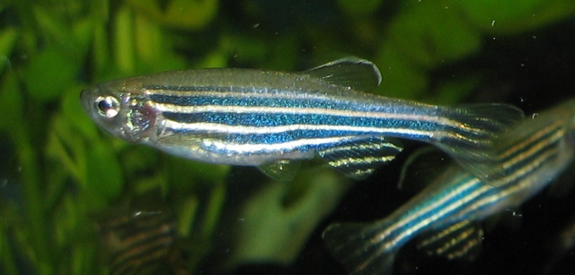 La cebrita, Danio rerio: el pez de acuario que hace ciencia