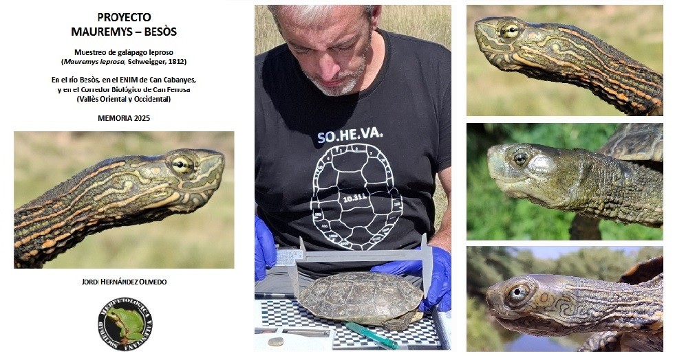 Galápago leproso: seis años de seguimiento en el río Besòs