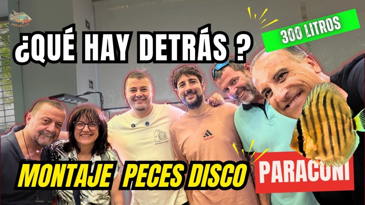 Montaje de un acuario para discos, con Firemouth Aquaristic