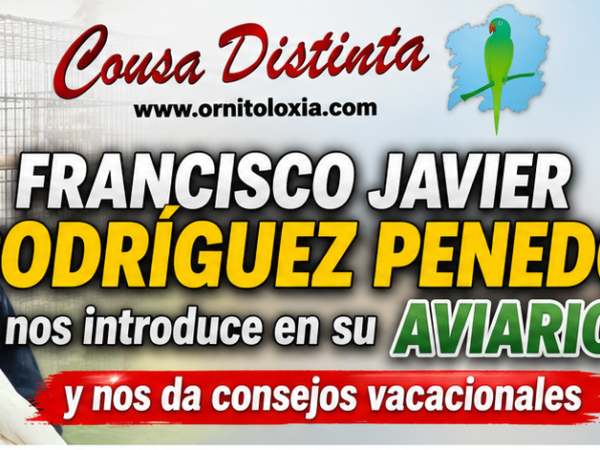 PENEDO verano 1