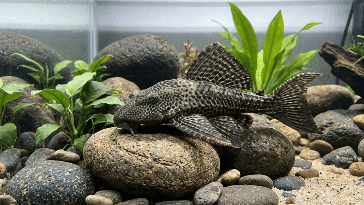 Pseudacanthicus nyktos: el pleco leopardo amplía su rango