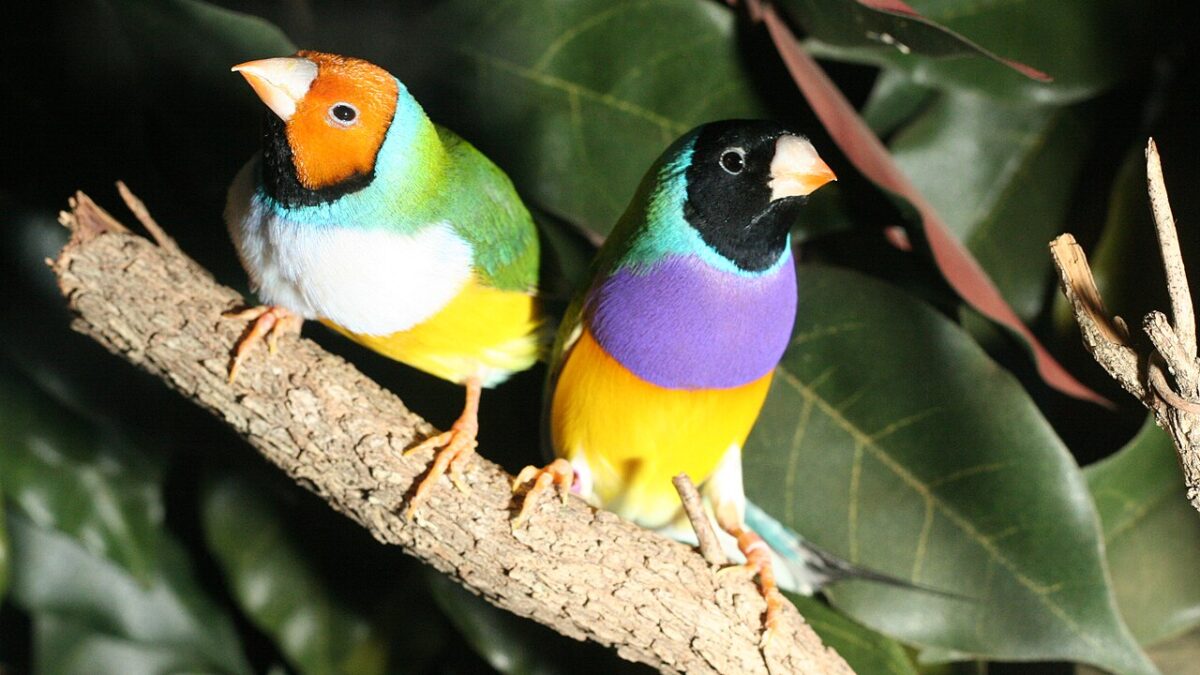 La genética del diamante de Gould (I): El pecho
