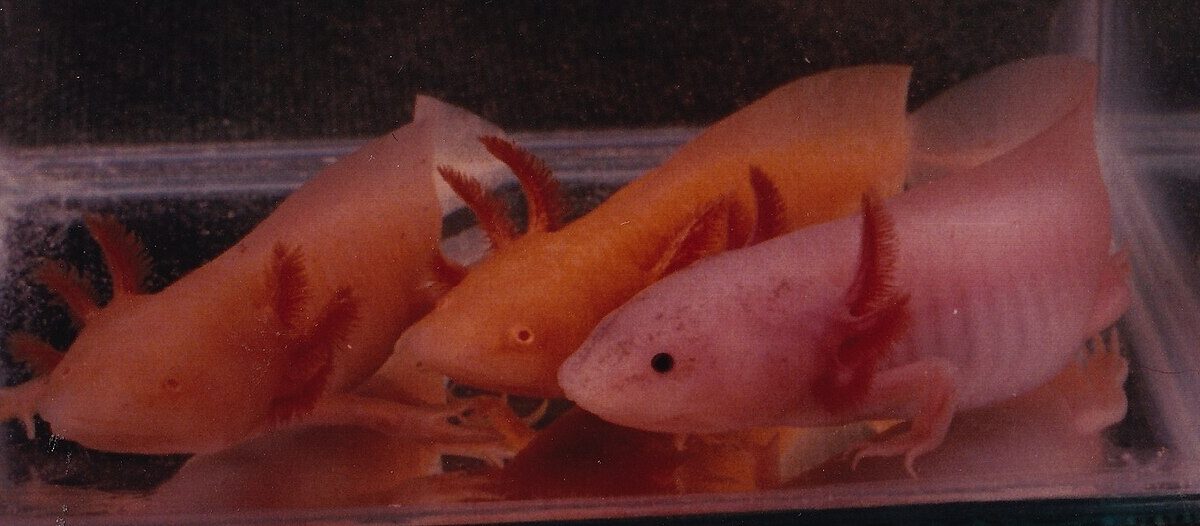 Los ajolotes de acuario: hijos de un envío de 1864