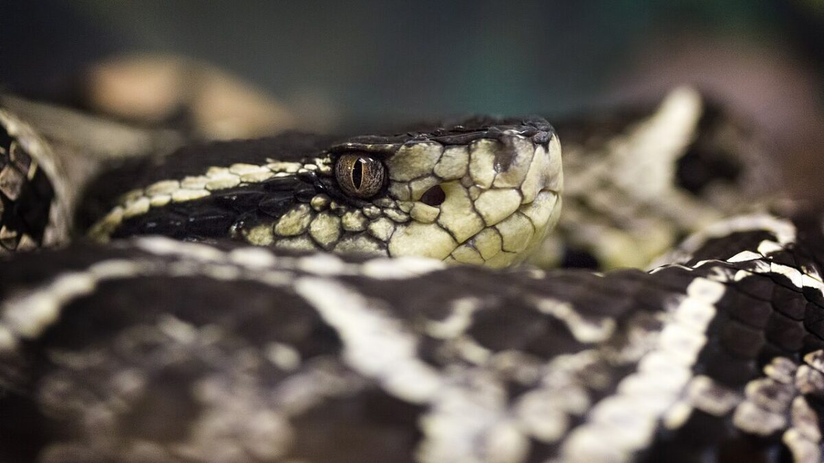 Mordeduras de serpiente: hasta 513.000 muertes al año