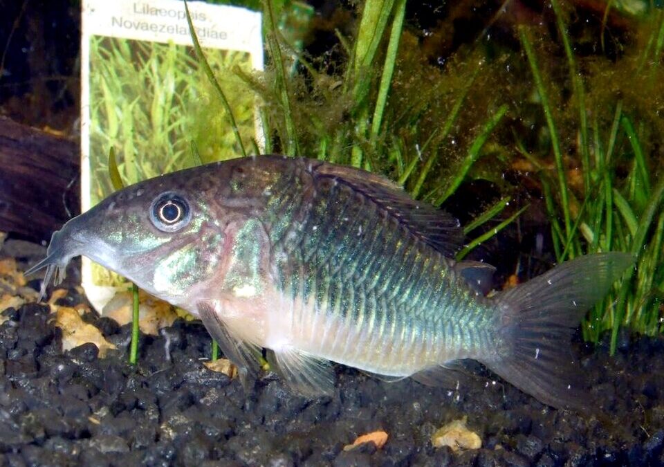 Adiós a Corydoras tal como lo conocíamos
