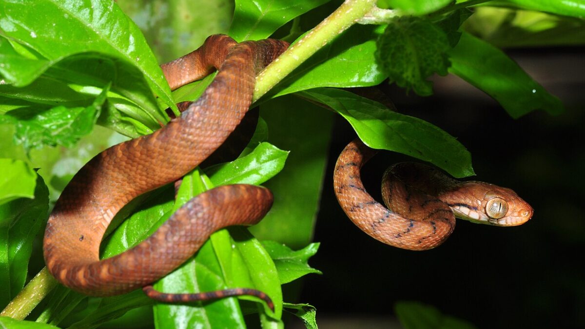 El truco genético de la serpiente que arrasó Guam