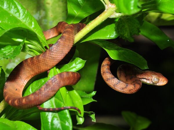 boiga irregularis Pavel Kirillov from St.Petersburg, Russia, CC BY-SA 2.0 , via Wikimedia Commons