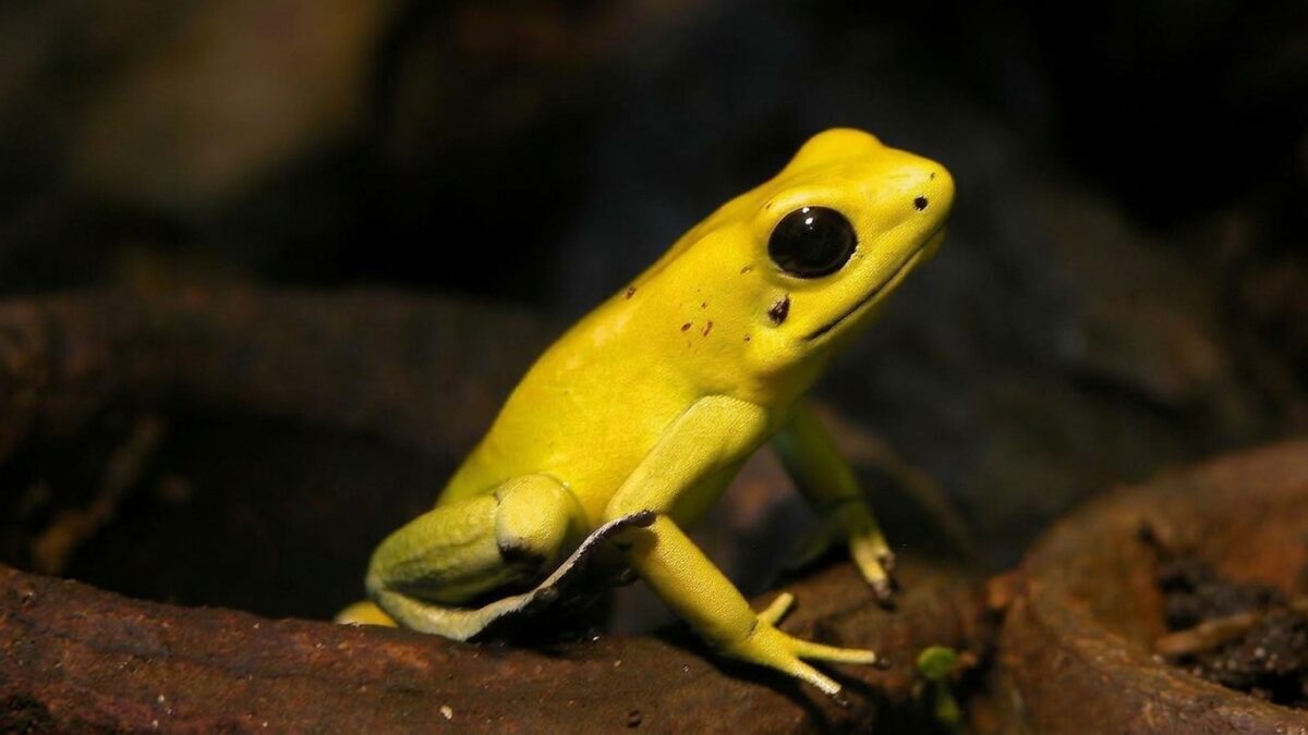 Rana dorada venenosa: Citizen Conservation y cuidados