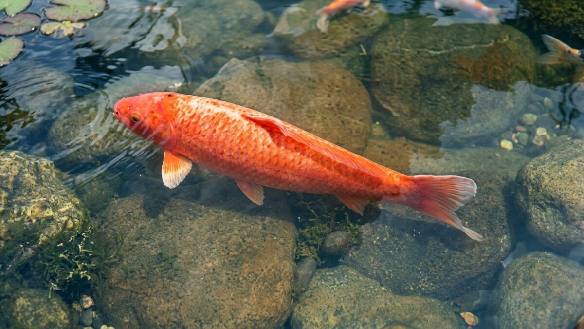 Hanako, el koi de 226 años: por qué la cifra no se sostiene