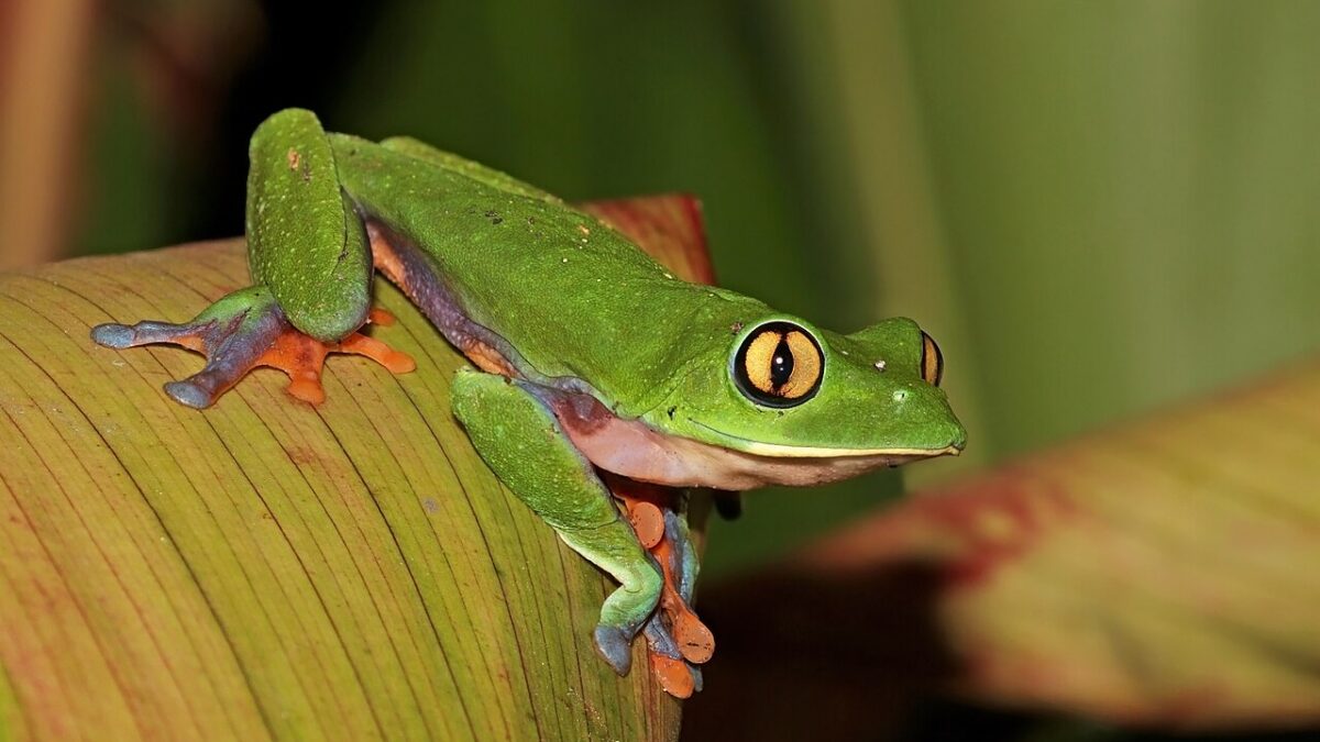 Agalychnis annae: la rana que reapareció en la ciudad
