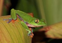 Rana azul (Agalychnis annae) en Heredia, Costa Rica. Charles J. Sharp