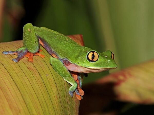 Rana azul (Agalychnis annae) en Heredia, Costa Rica. Charles J. Sharp