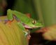 Rana azul (Agalychnis annae) en Heredia, Costa Rica. Charles J. Sharp