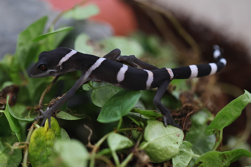 Gecko de Huu Lien: cría, cuidados y Citizen Conservation