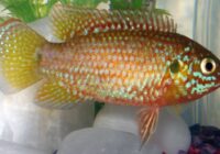 Rubricatochromis bimaculatu CC BY-SA 3.0, https://commons.wikimedia.org/w/index.php?curid=320453