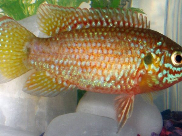 Rubricatochromis bimaculatu CC BY-SA 3.0, https://commons.wikimedia.org/w/index.php?curid=320453