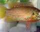 Rubricatochromis bimaculatu CC BY-SA 3.0, https://commons.wikimedia.org/w/index.php?curid=320453