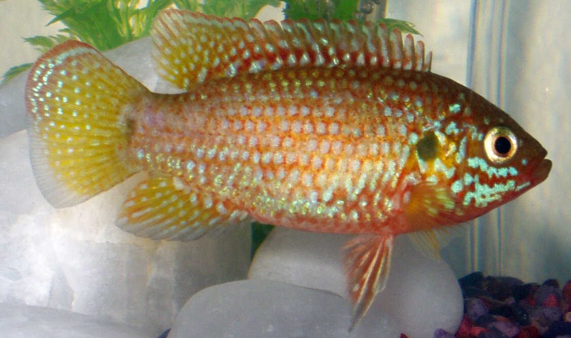 Rubricatochromis: quién es quién entre los cíclidos joya