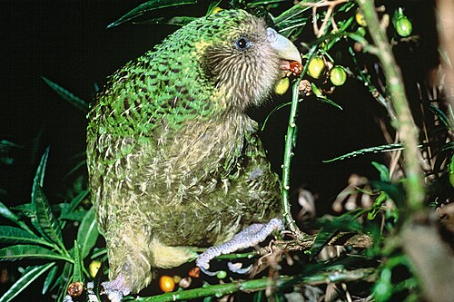 El kākāpō alcanza su cifra más alta en 75 años
