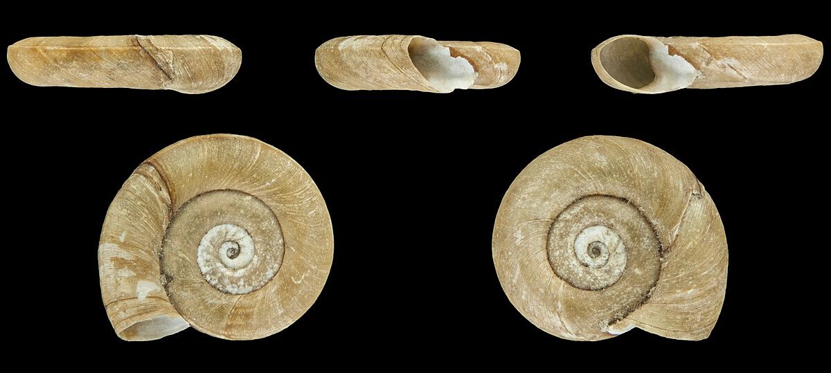 Caracoles diestros y zurdos: el giro de las conchas