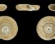 Planorbis planorbis. H. Zell