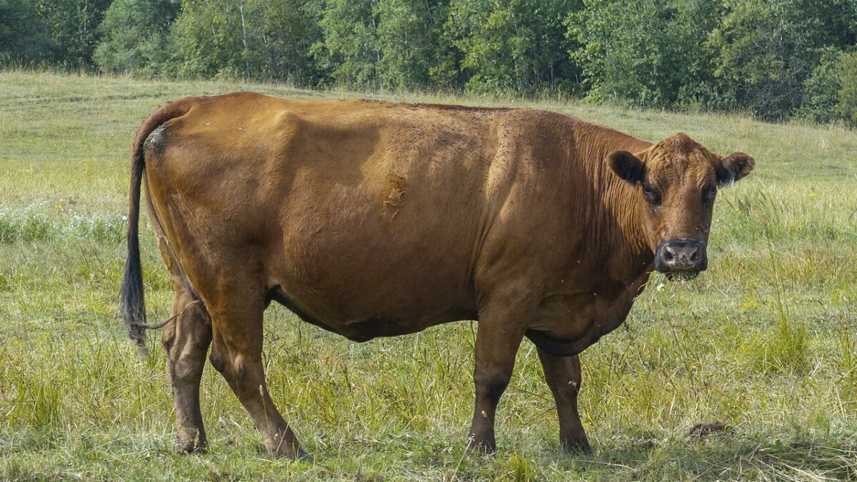 Vaca Dexter: la raza bovina más pequeña de Europa