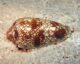 Conus textile. Richard Ling CC BY-SA
