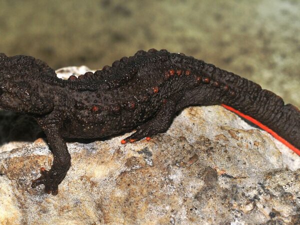 Tylototriton ziegleri. Nguyen Thien Tao CC BY SA