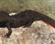 Tylototriton ziegleri. Nguyen Thien Tao CC BY SA