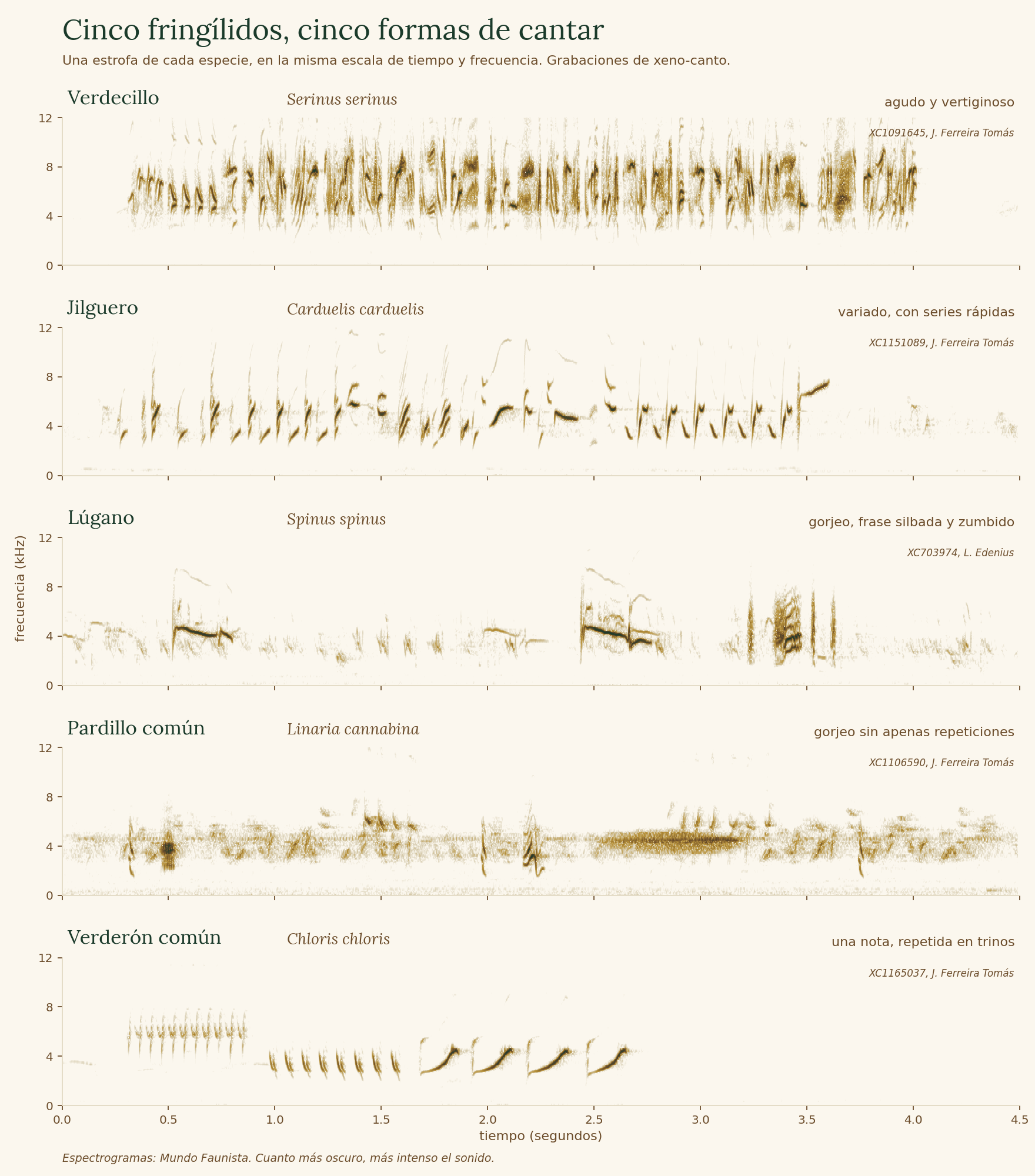 Espectrogramas comparados de una estrofa de verdecillo, jilguero, lúgano, pardillo común y verderón común, en la misma escala de tiempo y frecuencia