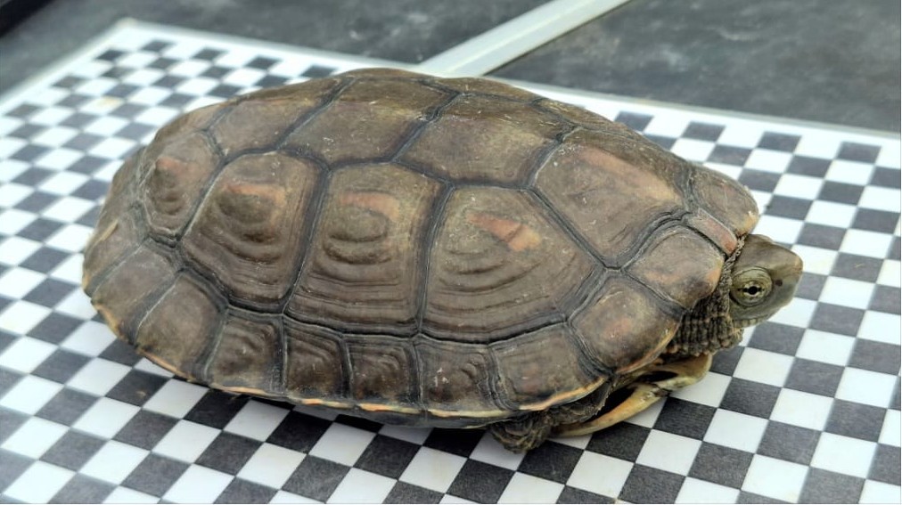 MAUREMYS-BESÒS de SOHEVA supera los 600 galápagos marcados