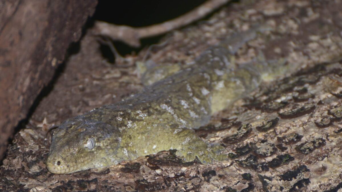 Gecko gigante de Nueva Caledonia: biología y cuidados