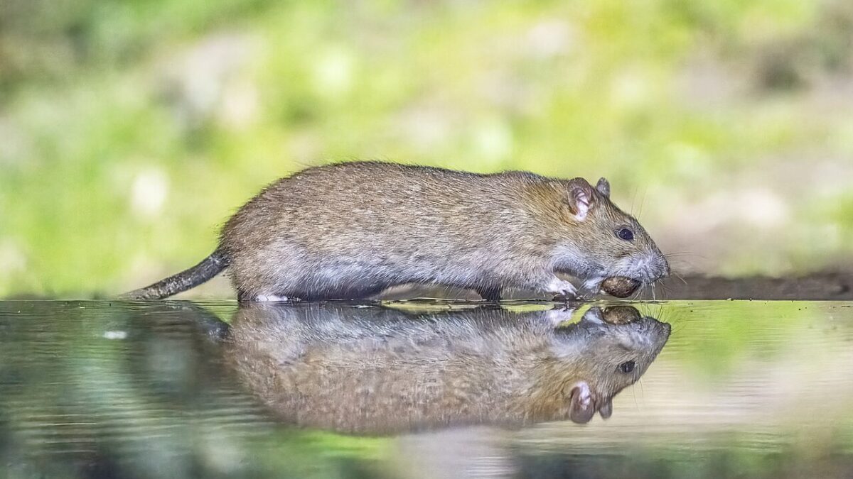 Cómo se eliminan las ratas de una isla: el caso Pinzón