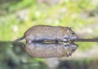 (Rattus norvegicus), Drenthe, Países Bajos. Charles J. Sharp CC BY SA