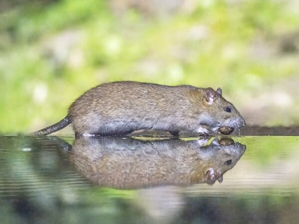 (Rattus norvegicus), Drenthe, Países Bajos. Charles J. Sharp CC BY SA